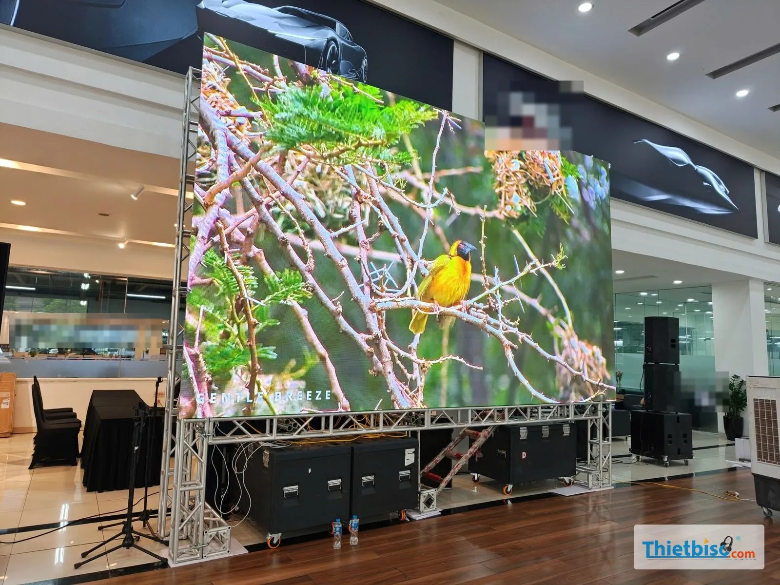 Màn LED hiển thị chim vàng trên cành, dựng trên khung truss