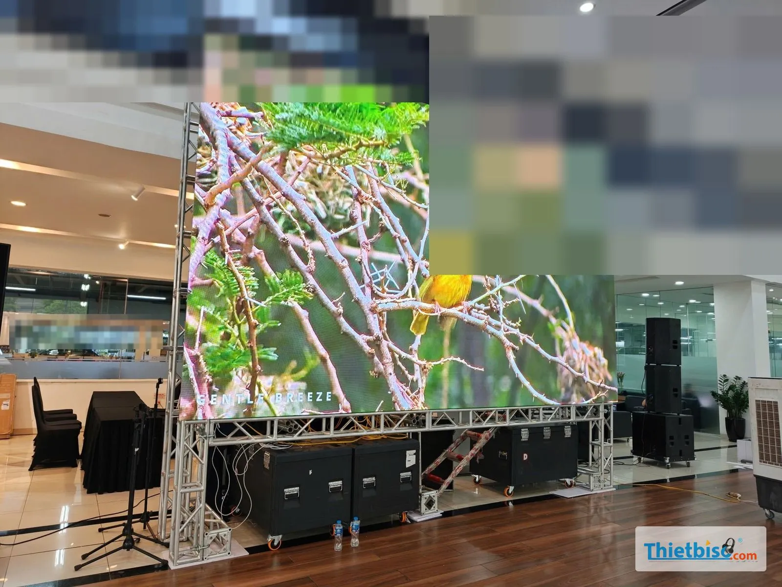 Màn LED chiếu hình chim vàng trên cành dựng trên khung truss